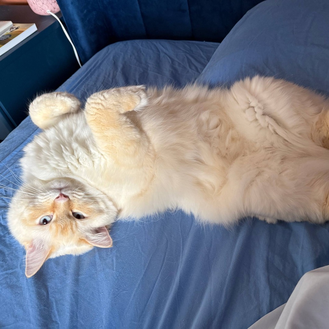 Sir Keks, a cream ragdoll cat, reclining belly-up on a deep navy blanket like calm open water.
